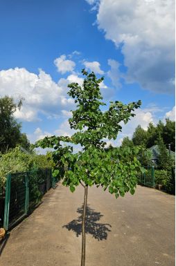 Липа мелколистная Гринспаер (Greenspire)