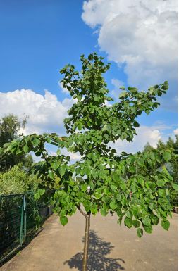 Липа мелколистная Гринспаер (Greenspire)